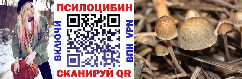 купить   Выкса  Псилоцибиновые грибы Cubensis 